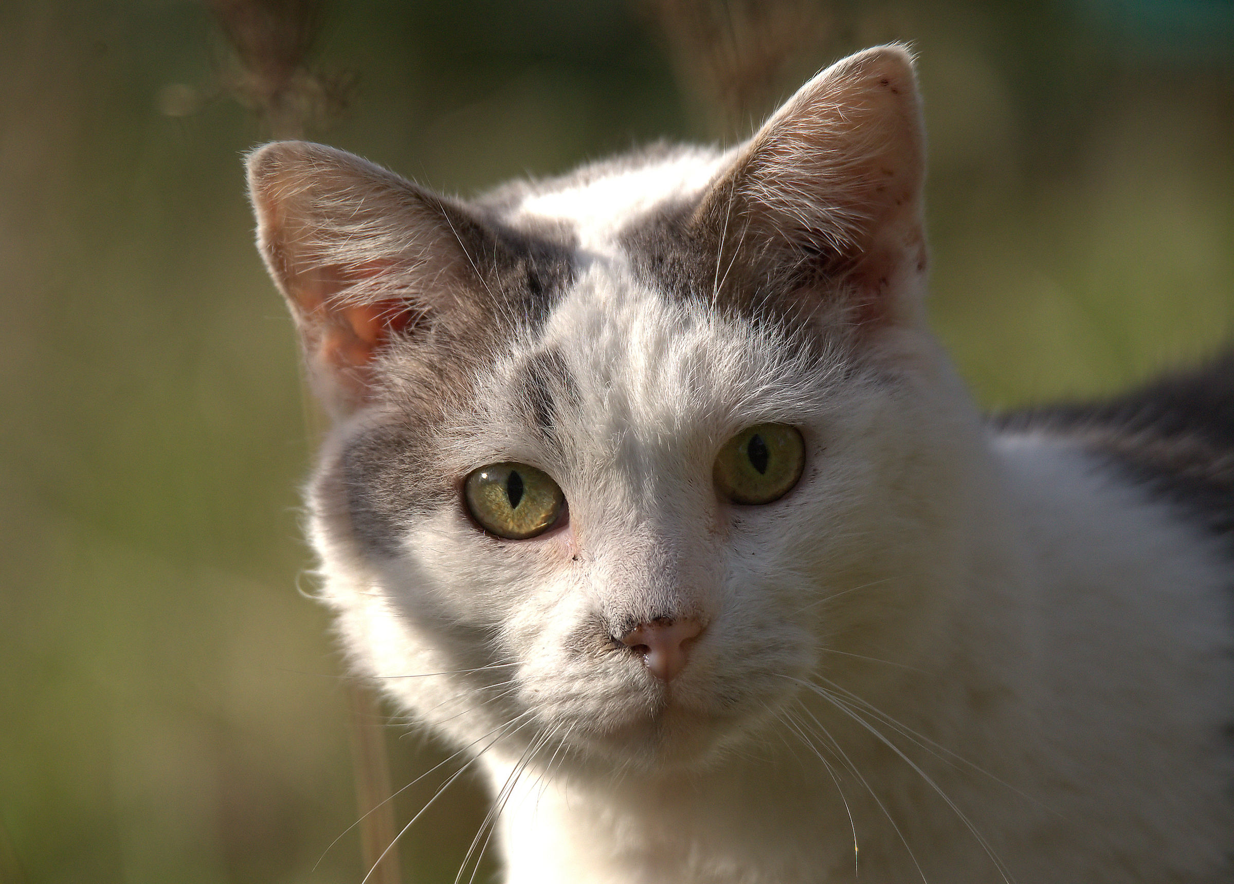 Cat visiting The Shed...