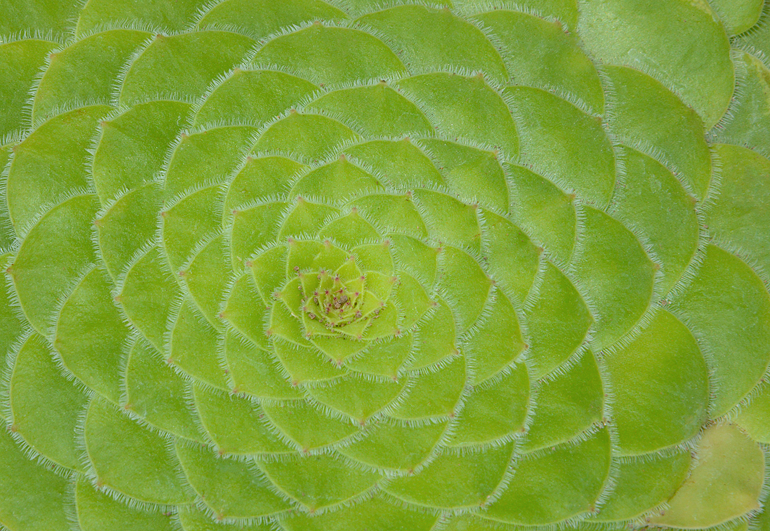 Aeonium tabuliforme...