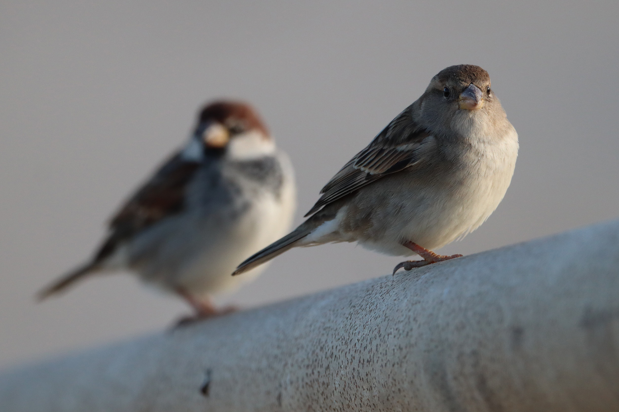 Female Sparrow...