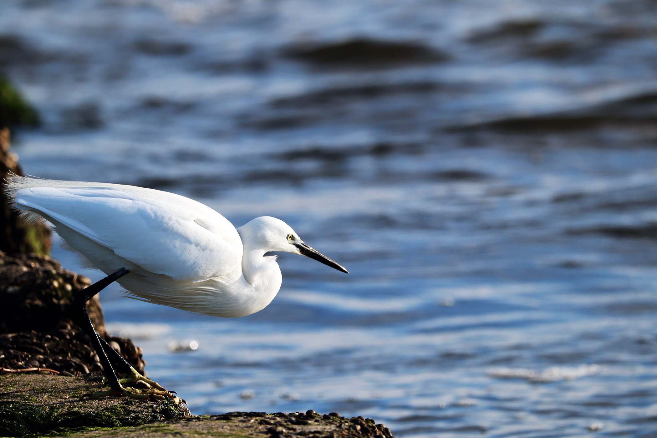 Egretta Garzetta "Tuffetta"...