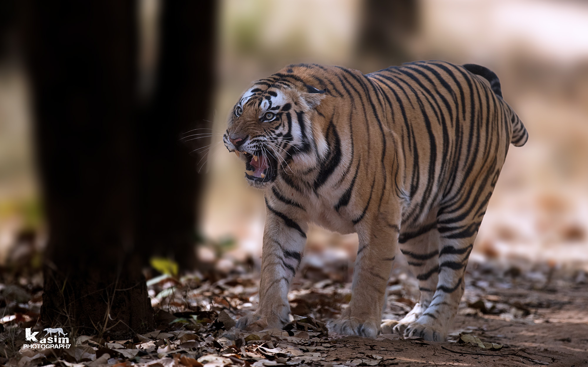 Tiger-Bandhavgarh Tiger Reserve ...