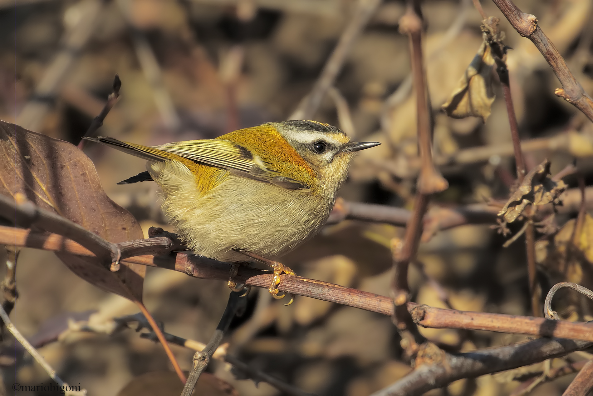 Firecrest...