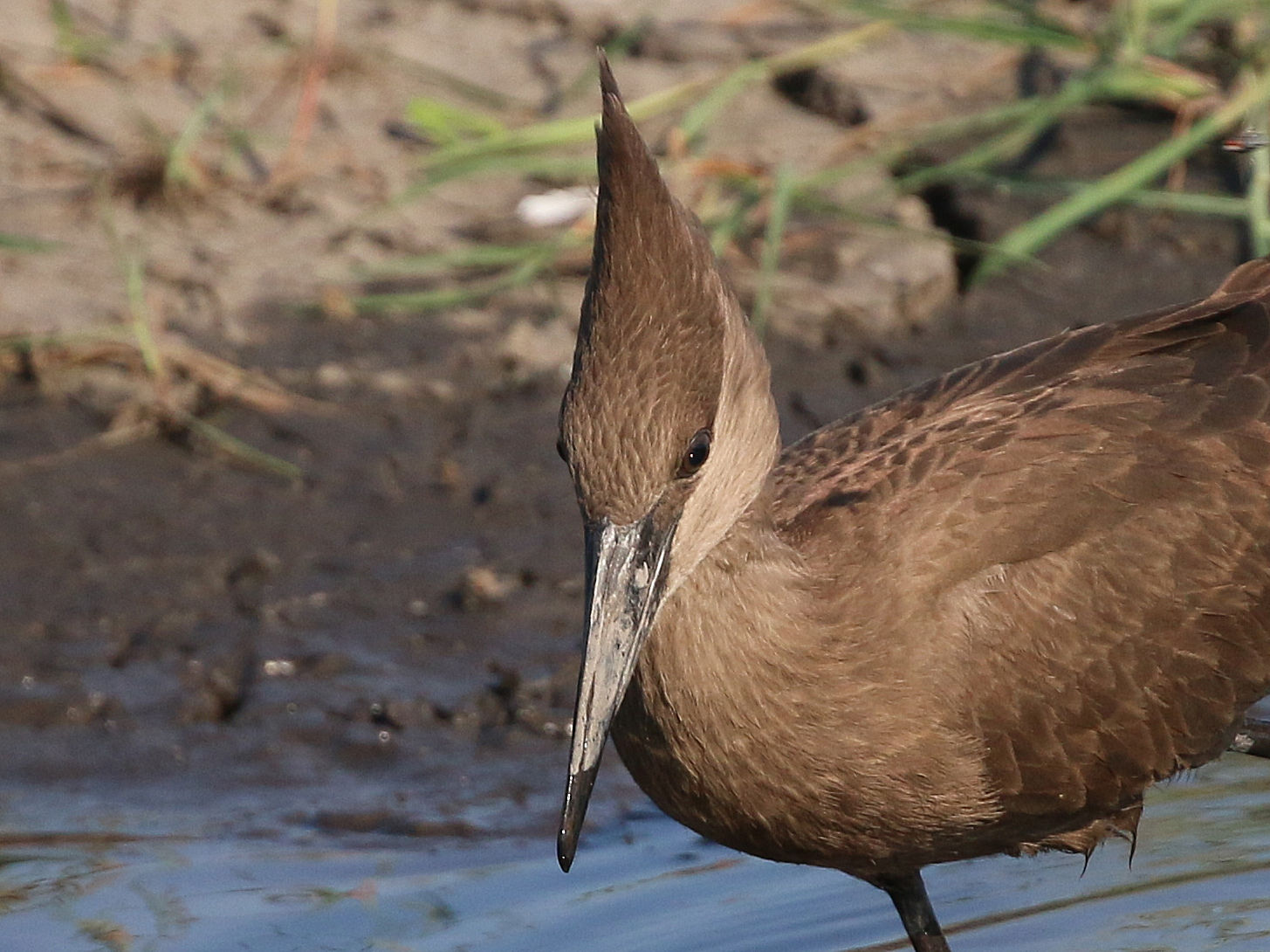 Hamerkop...