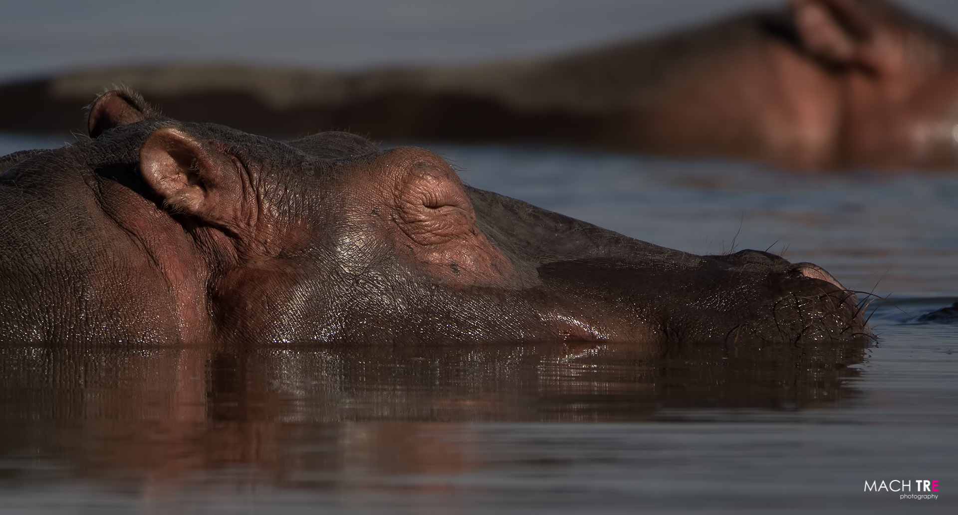 Lake Naivasha-Hippopotamus...