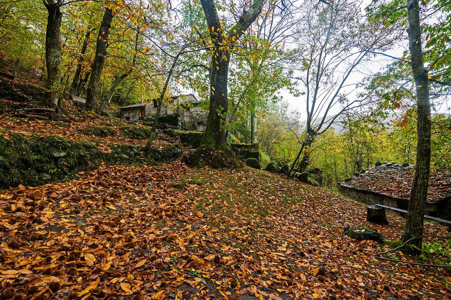 Scampoli di autunno...