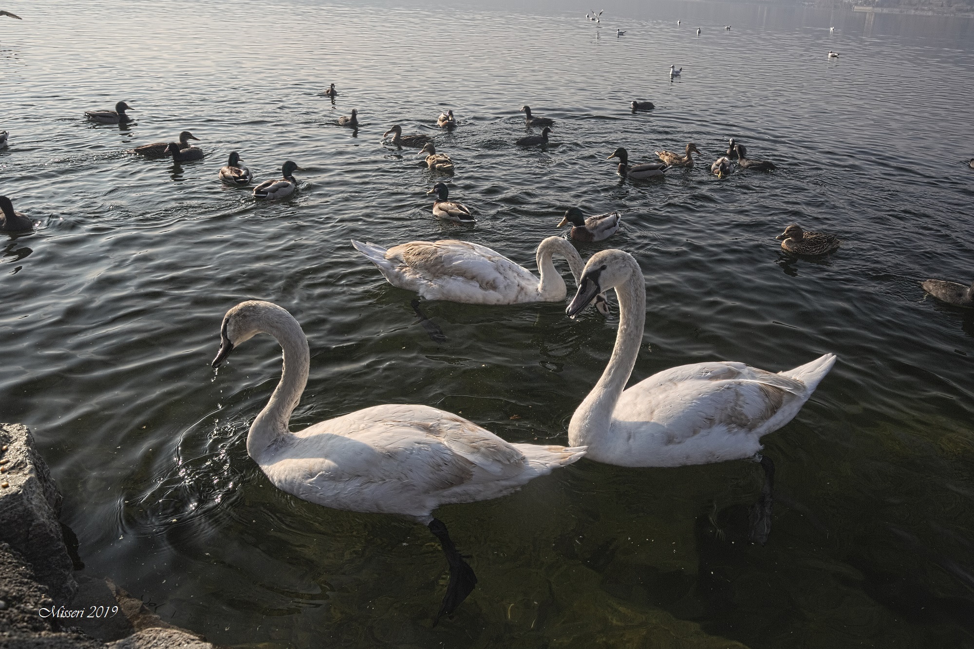 Swans in Avigliana...