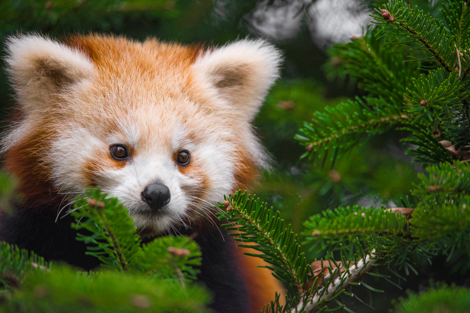 always red panda...