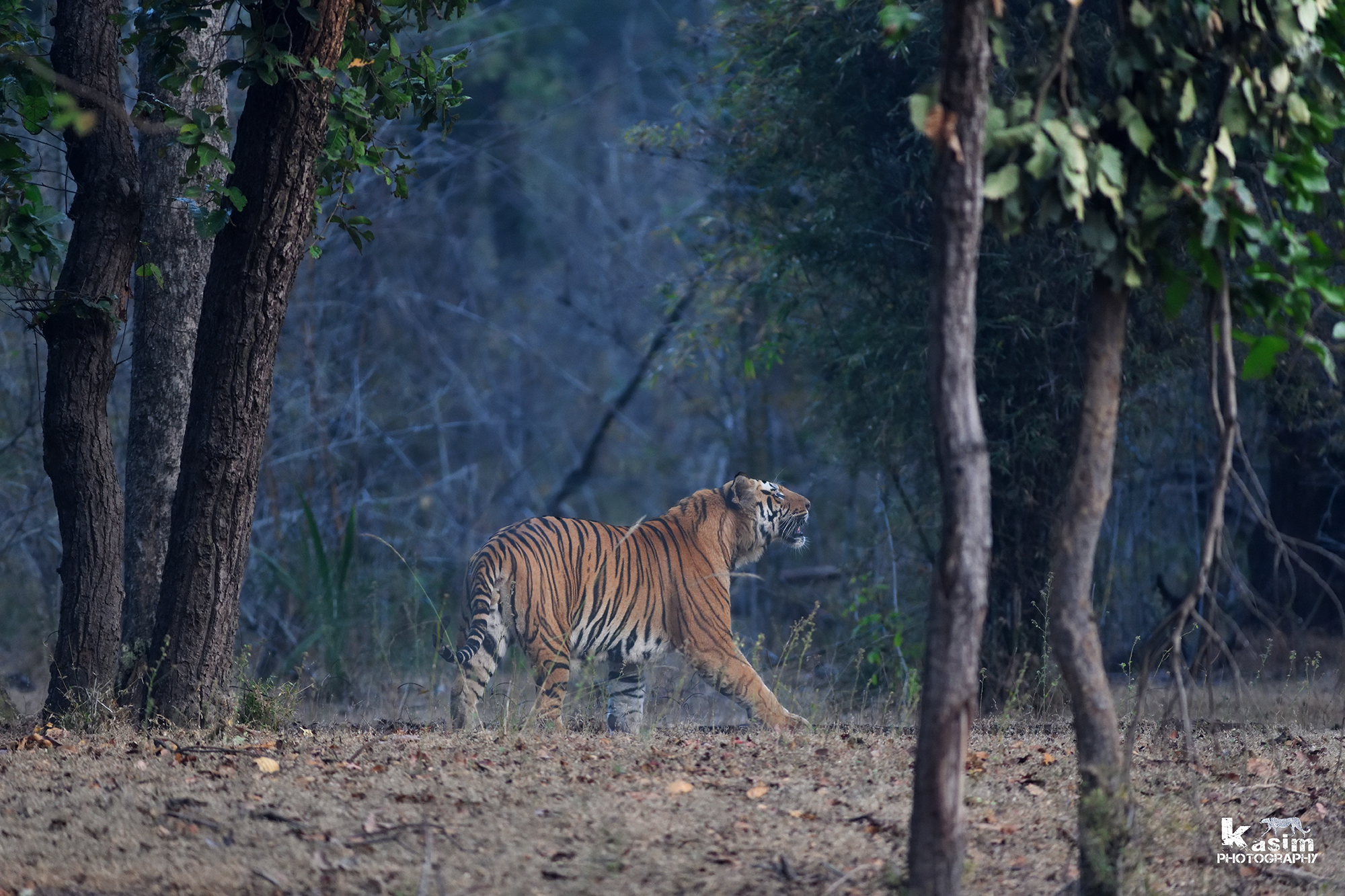 Tiger-Bandhavgarh Tiger Reserve...