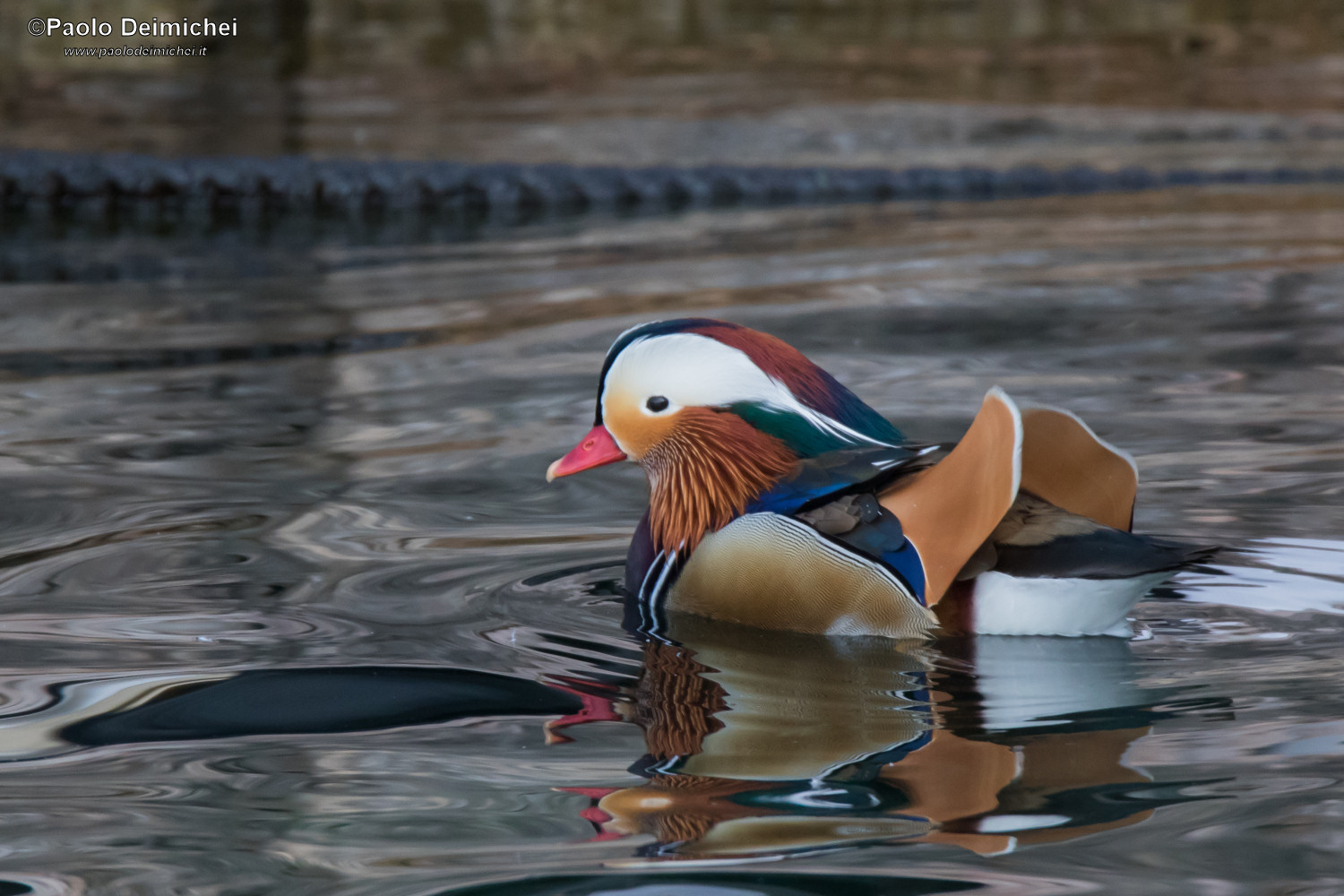 The spectacular Mandarin Duck, among the reflections...
