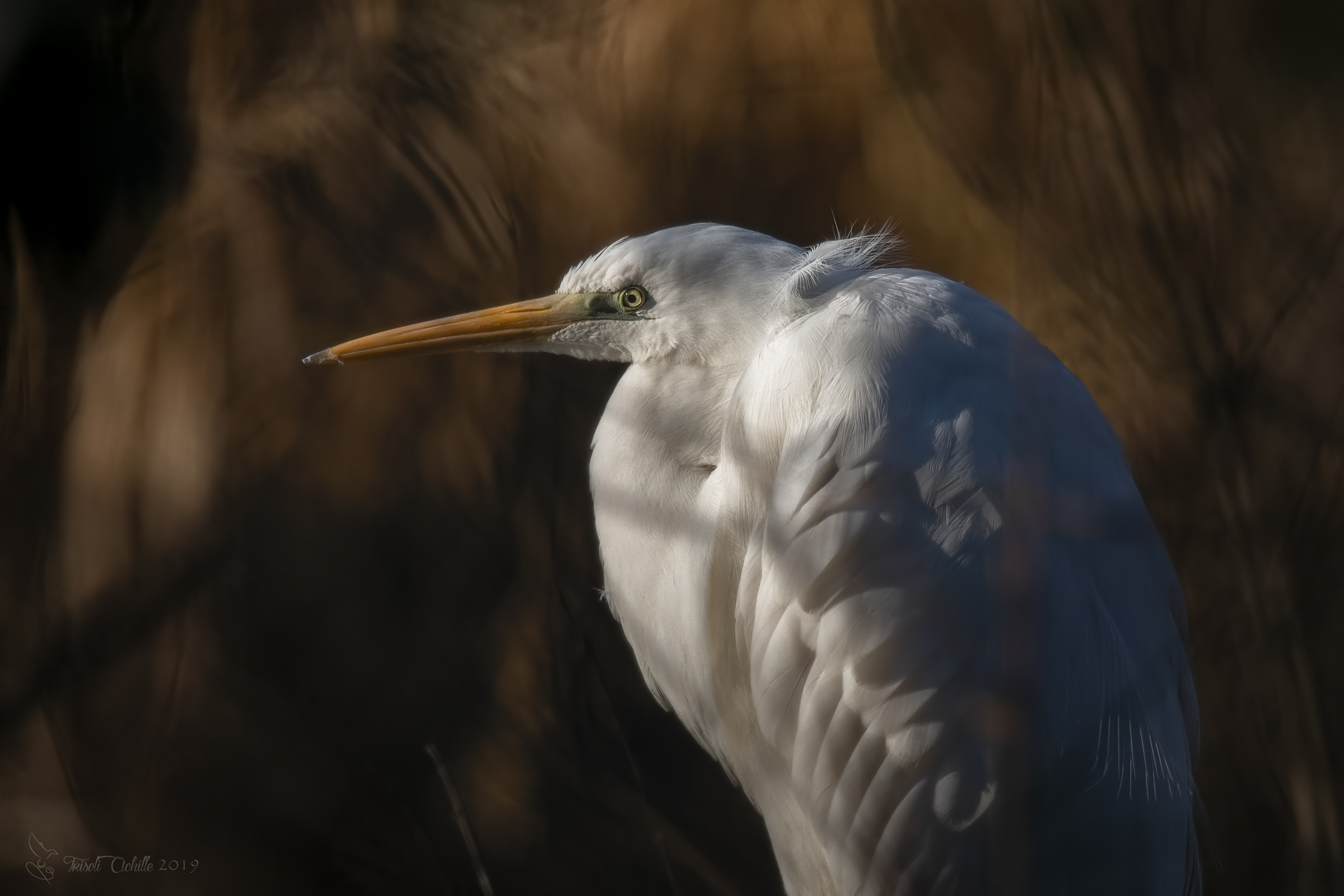 Greater White Heron...