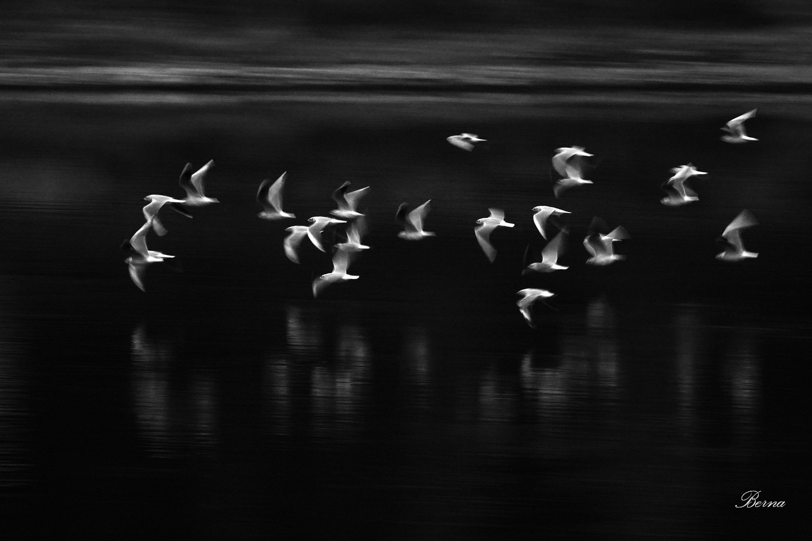 Seagulls on the River Adda...