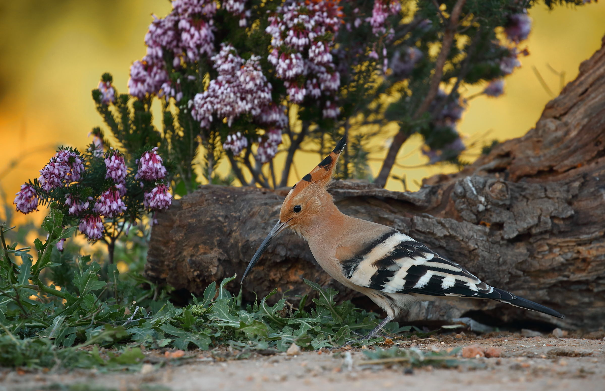 Hoopoe...