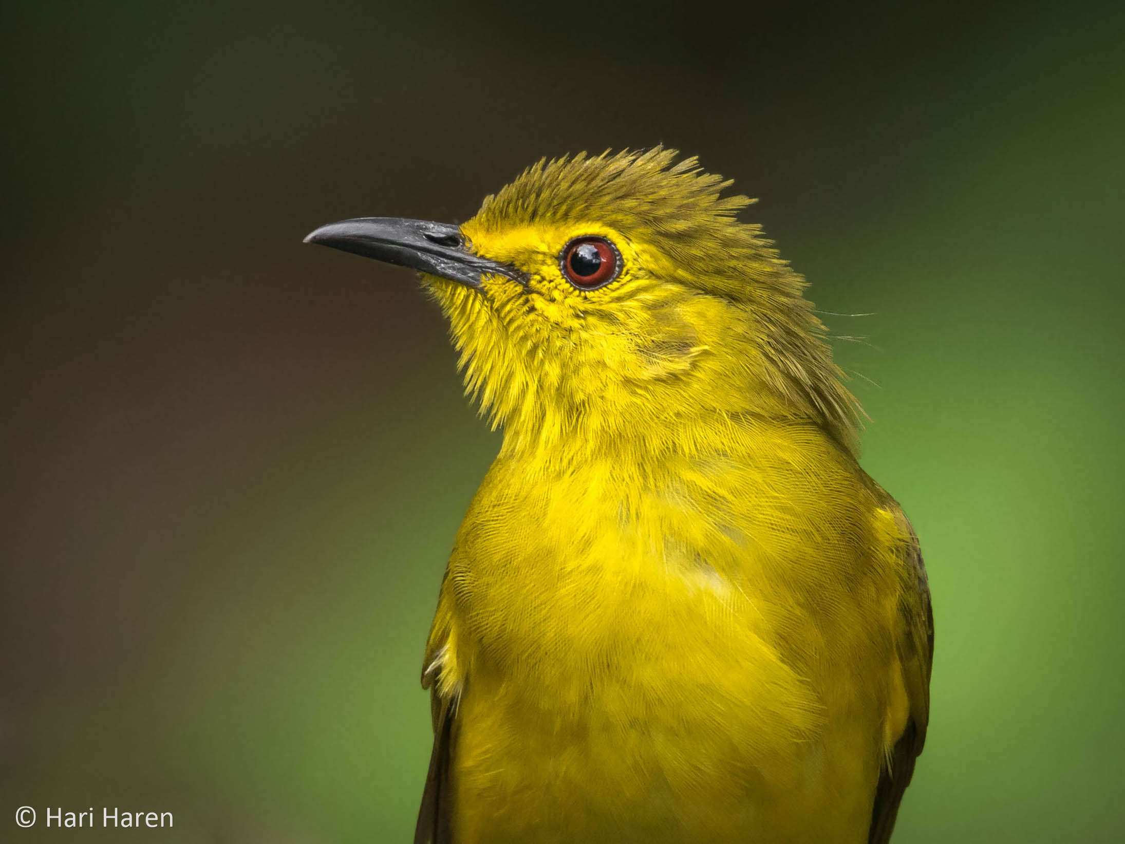 Yellow browed bulbul...