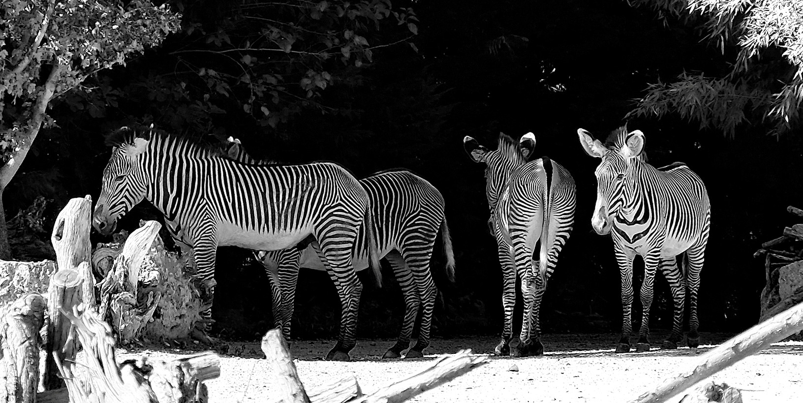 Zebras in B&W...