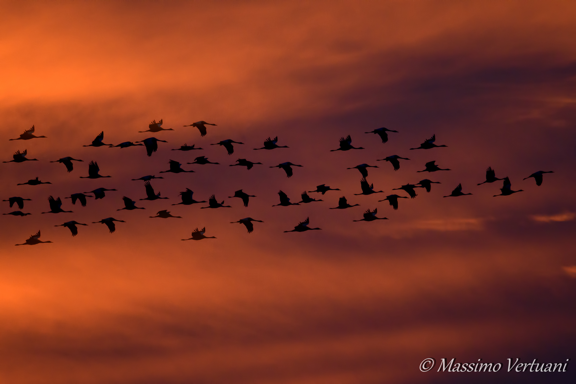 Crane at sunset ...