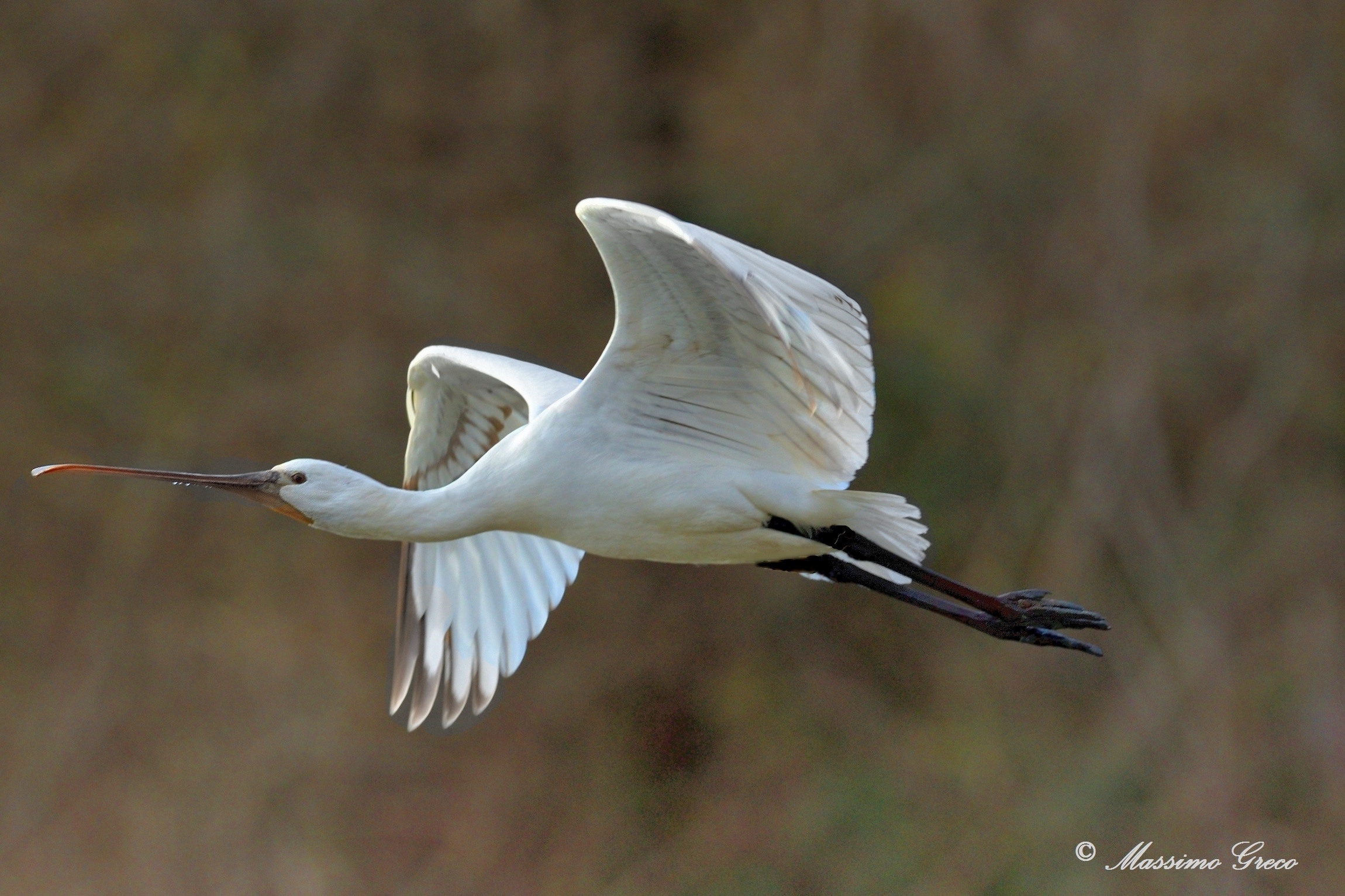 Spatola (Platalea leucorodia)...