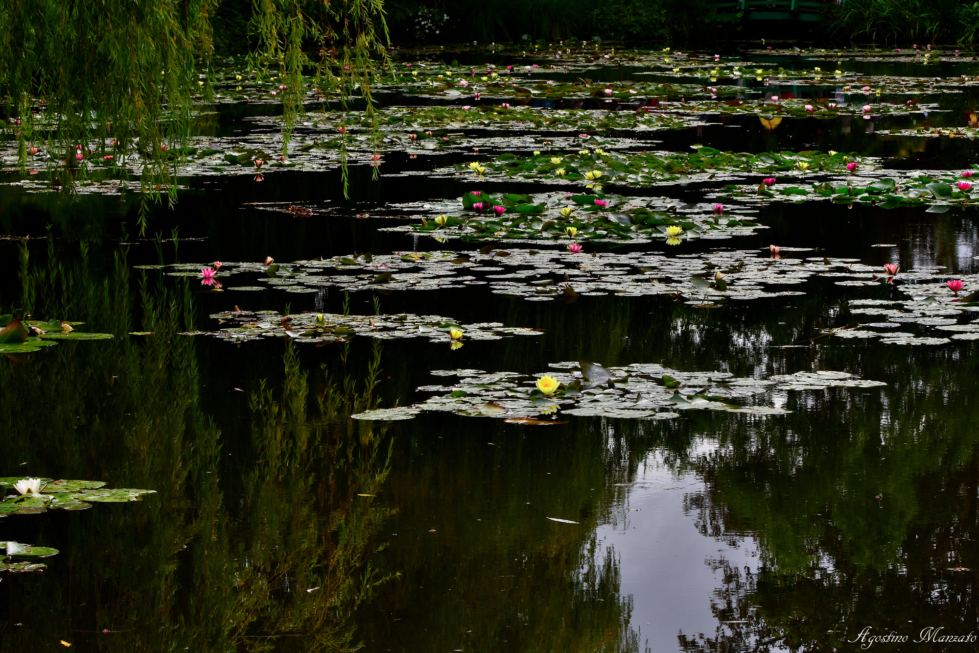 Monet's Water lilies...