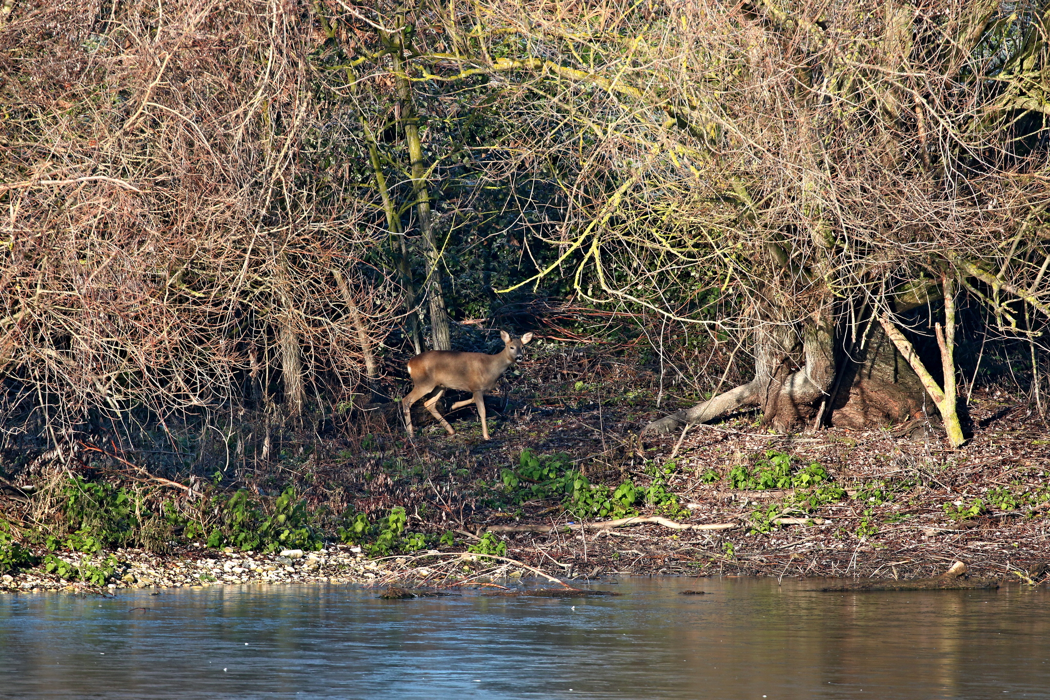 Roe deer on the shore of the pond...