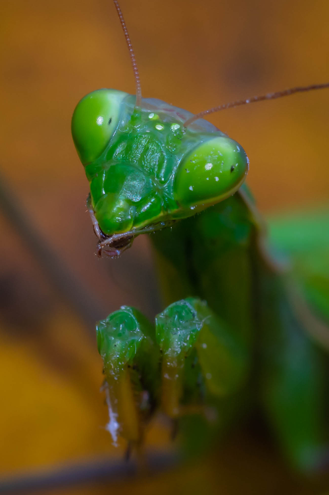 Praying Mantis...