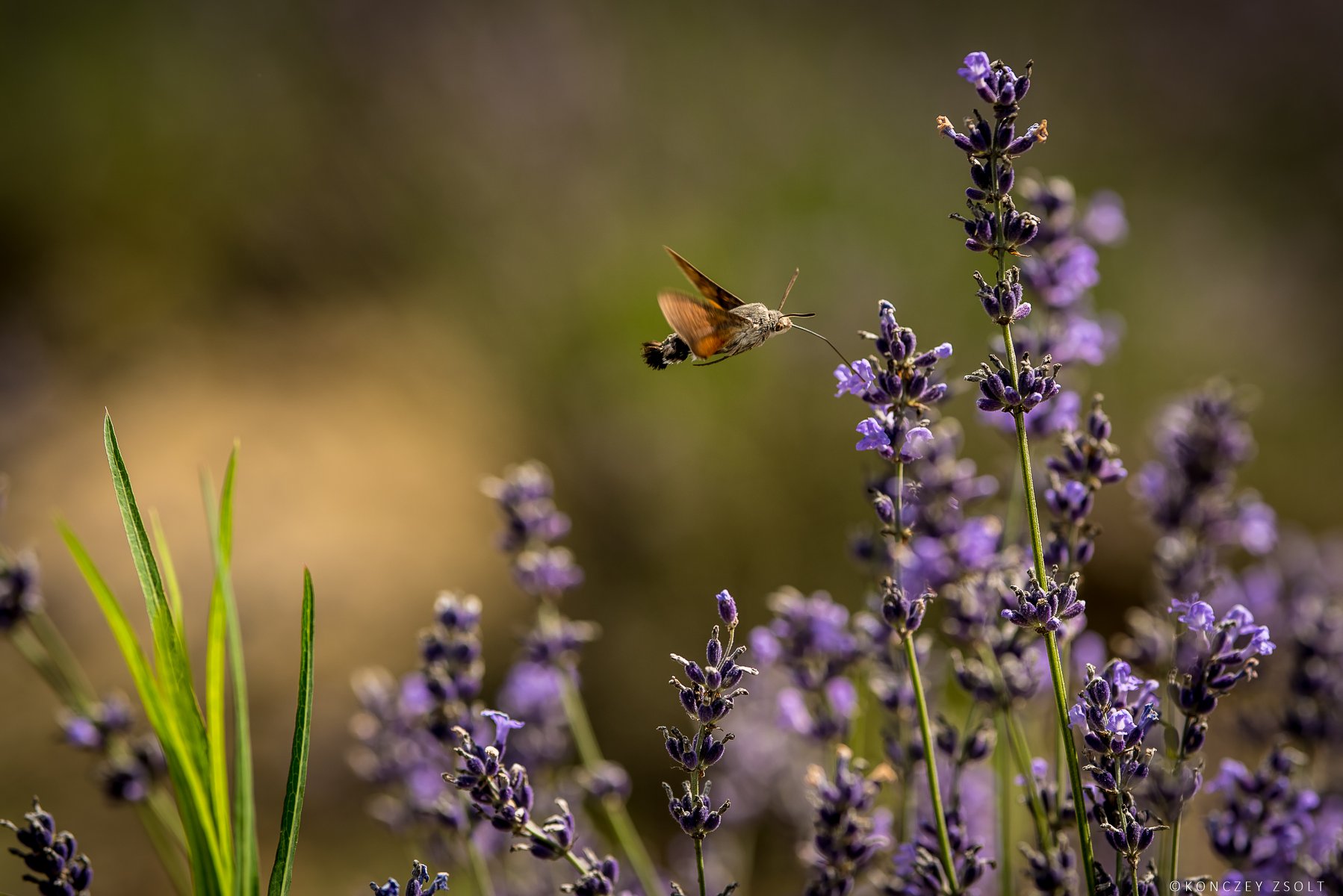 the colibri bug...