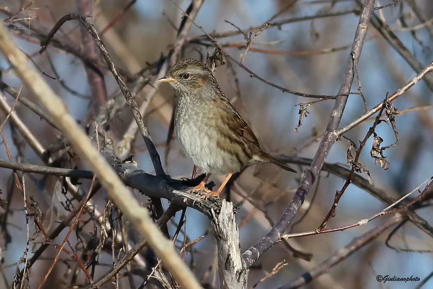 Passera Dunnock...