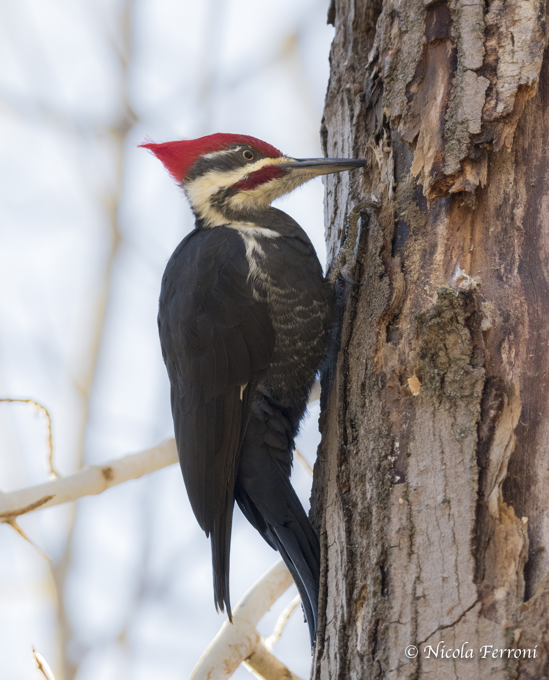 A great woodpeckers...