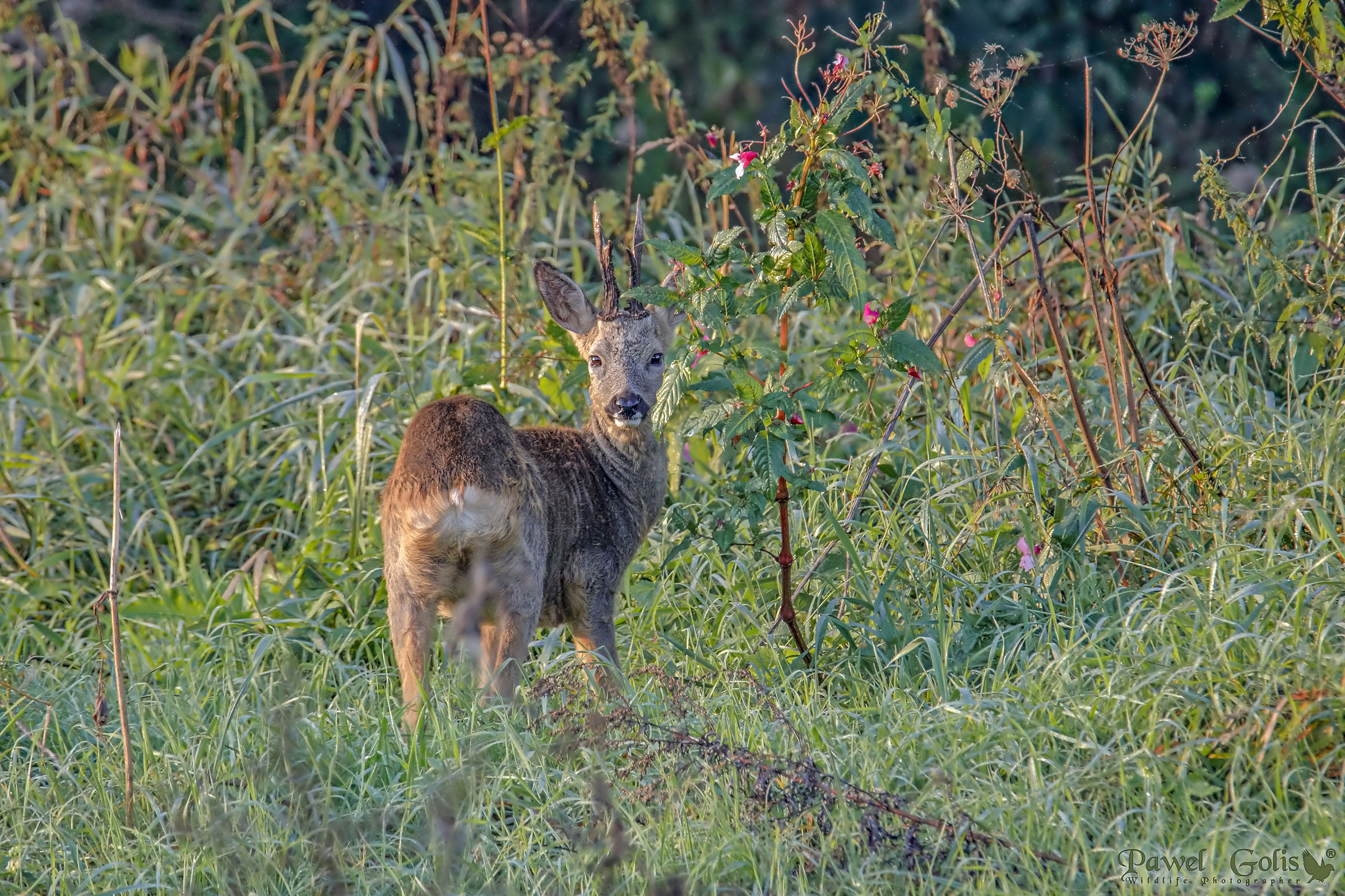 Roe deer (Capreolus capreolus)...