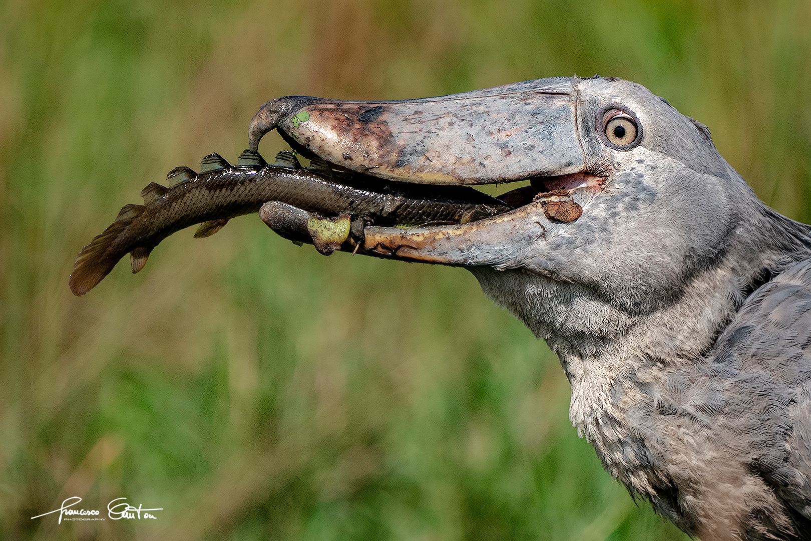 shoebill eating crocodile