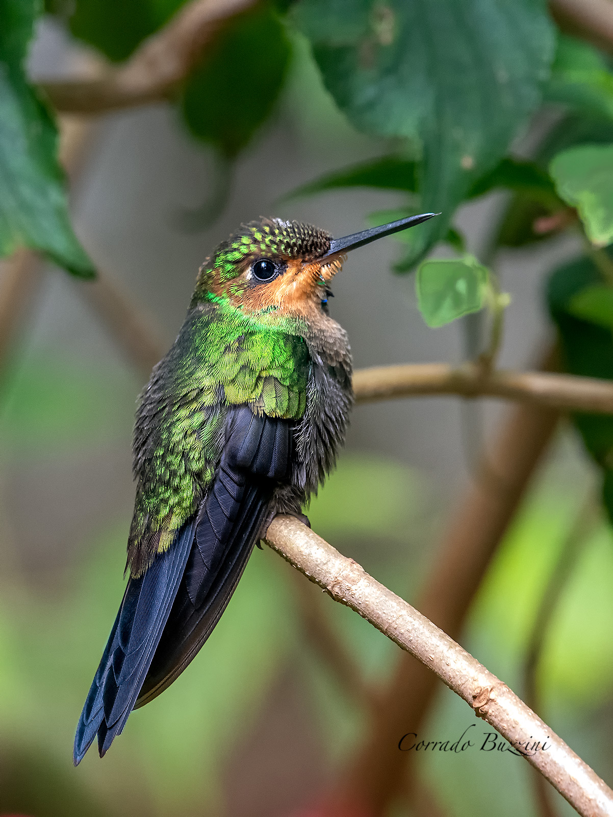 Colibrì...