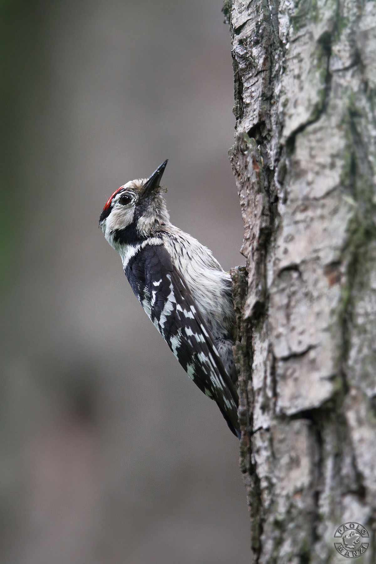 Lesser Red woodpeckers-male ...