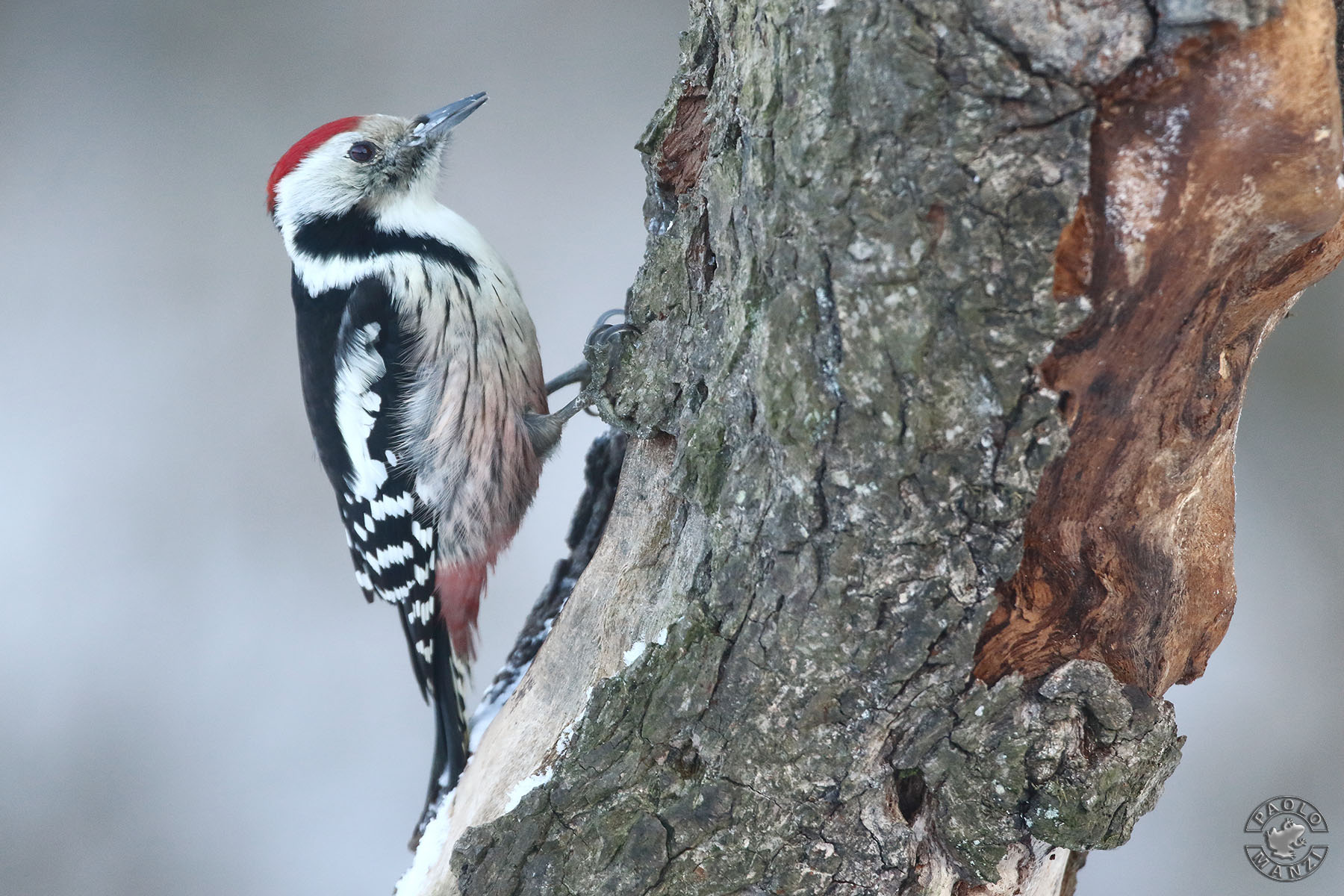 Half-Red woodpeckers...