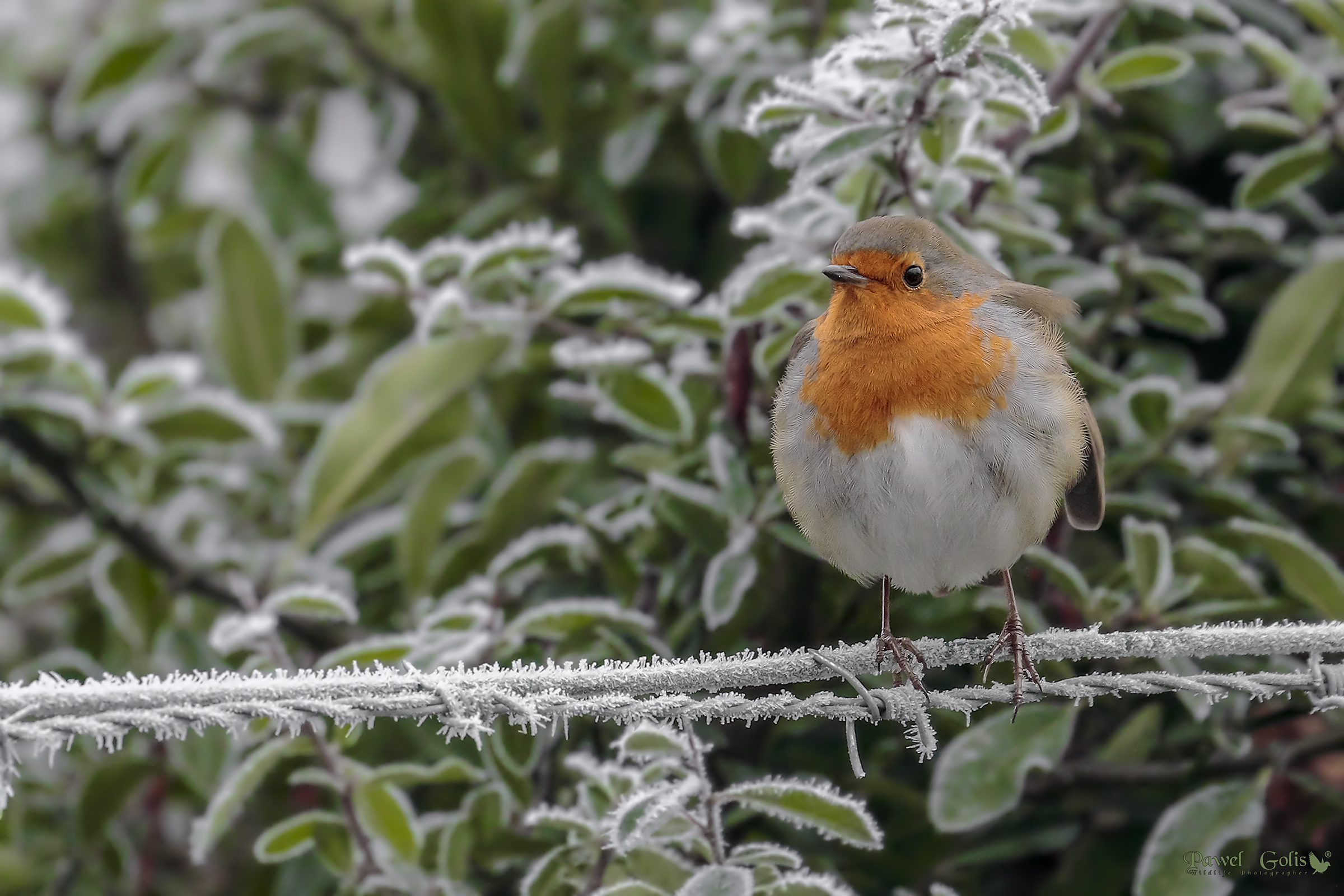 European robin (Erithacus rubecula)...