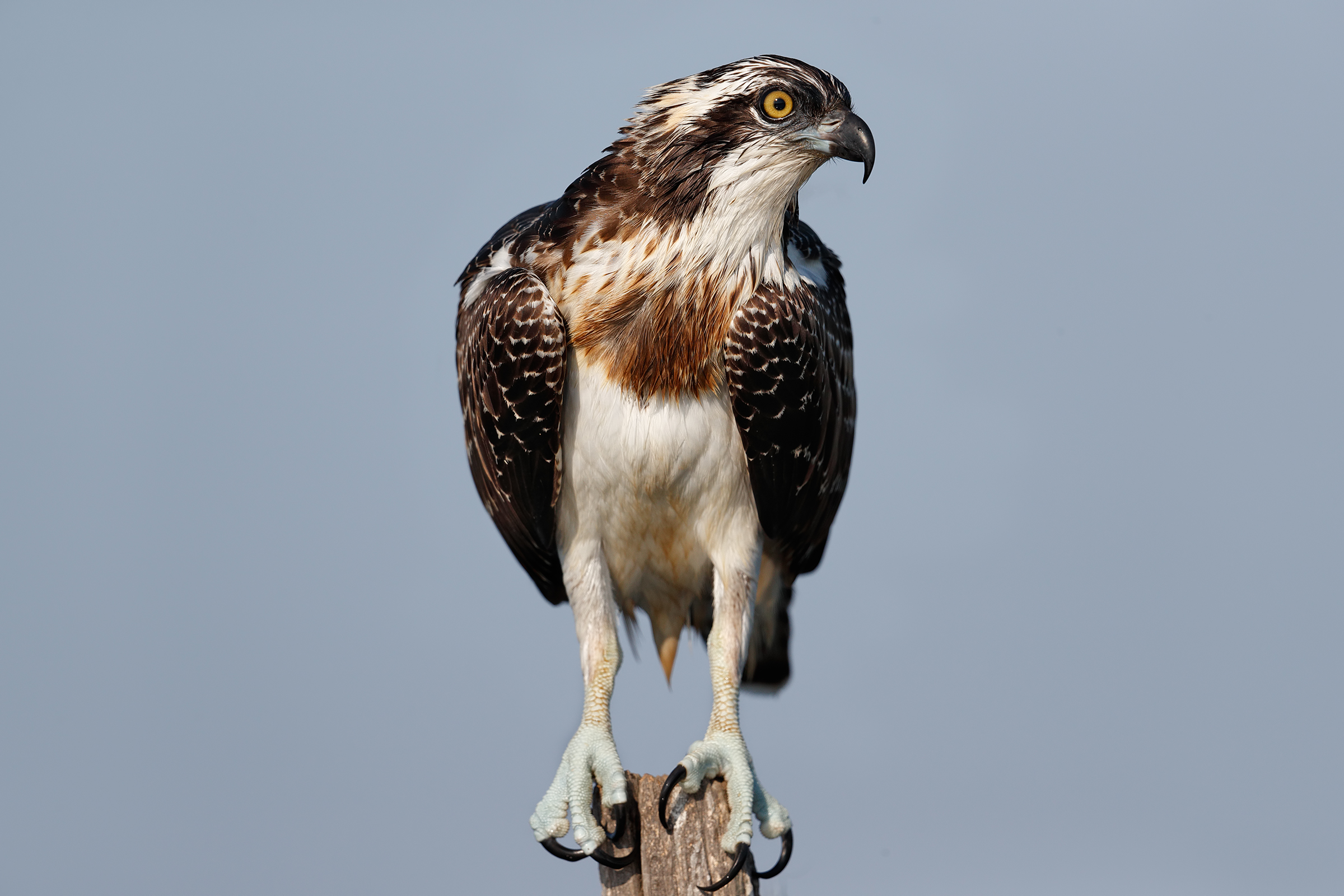 Il giovincello curioso - Falco pescatore juv....