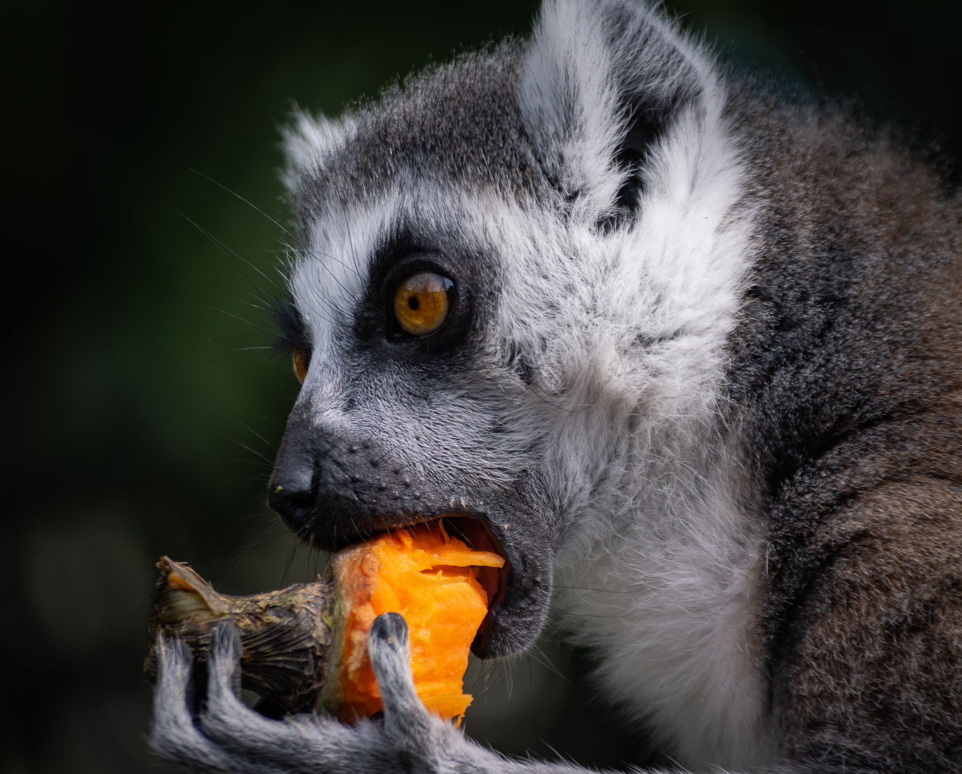 Lemur and his sneak...