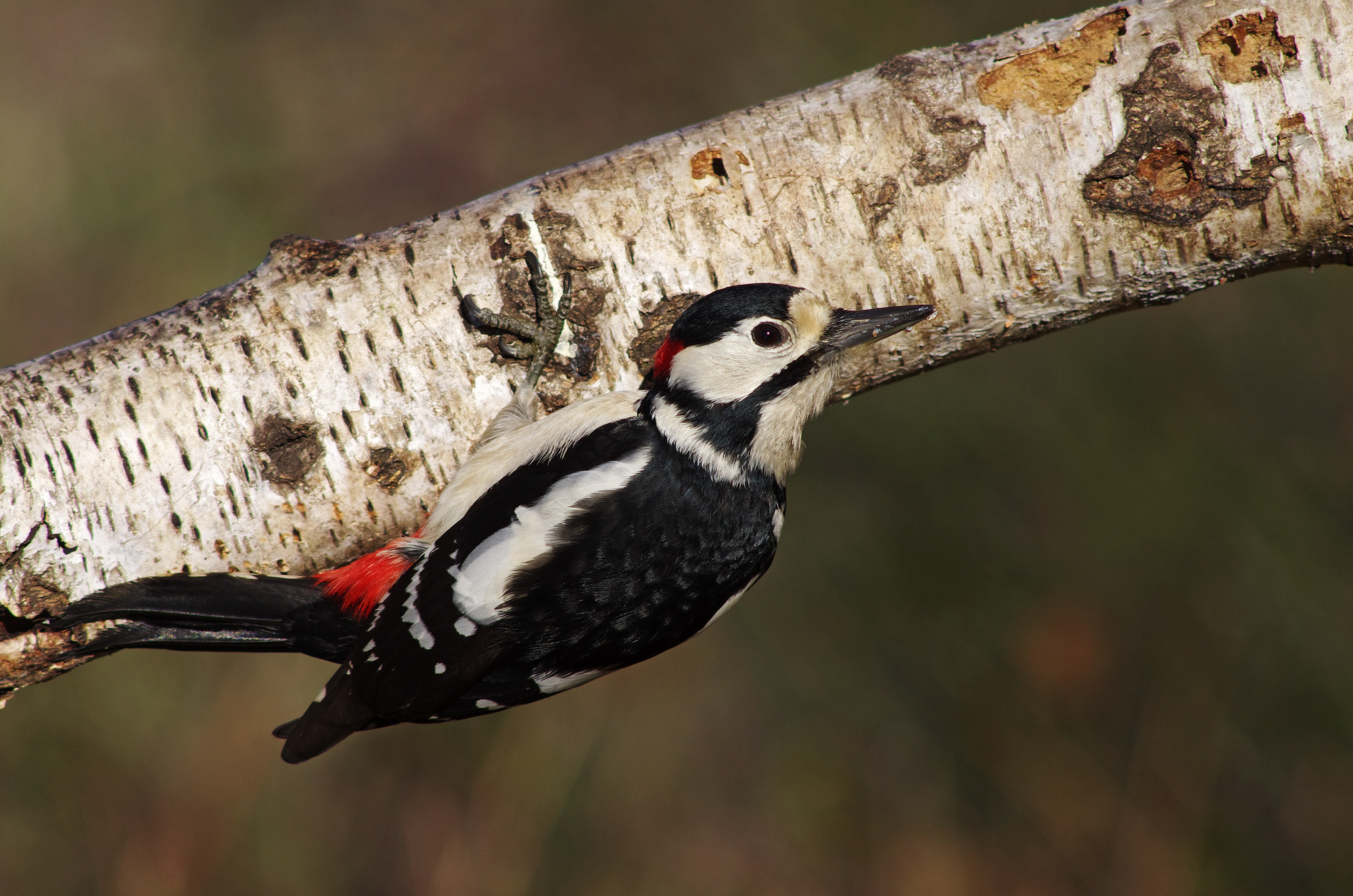 Senior Red Woodpeckers...