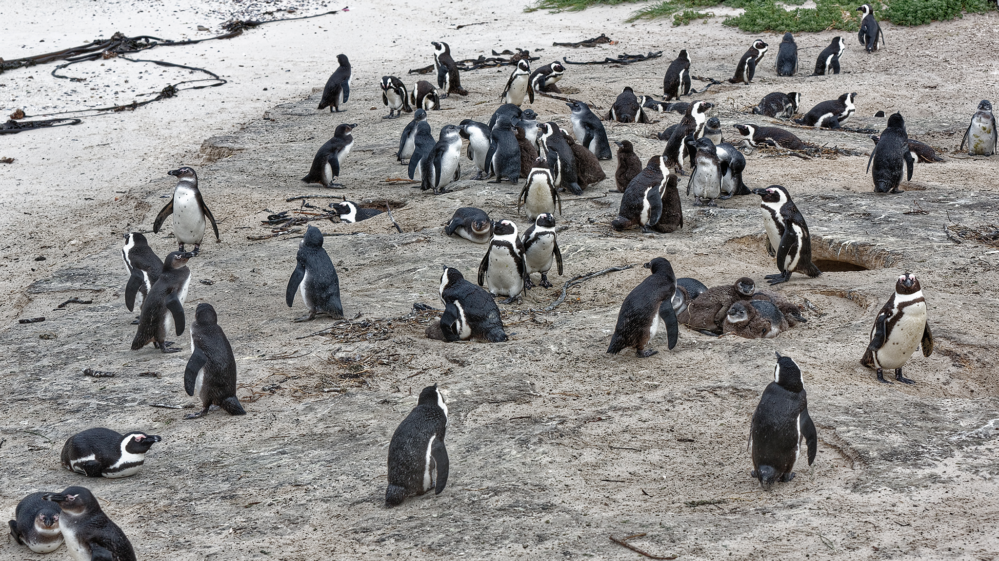 The island of the Penguins...