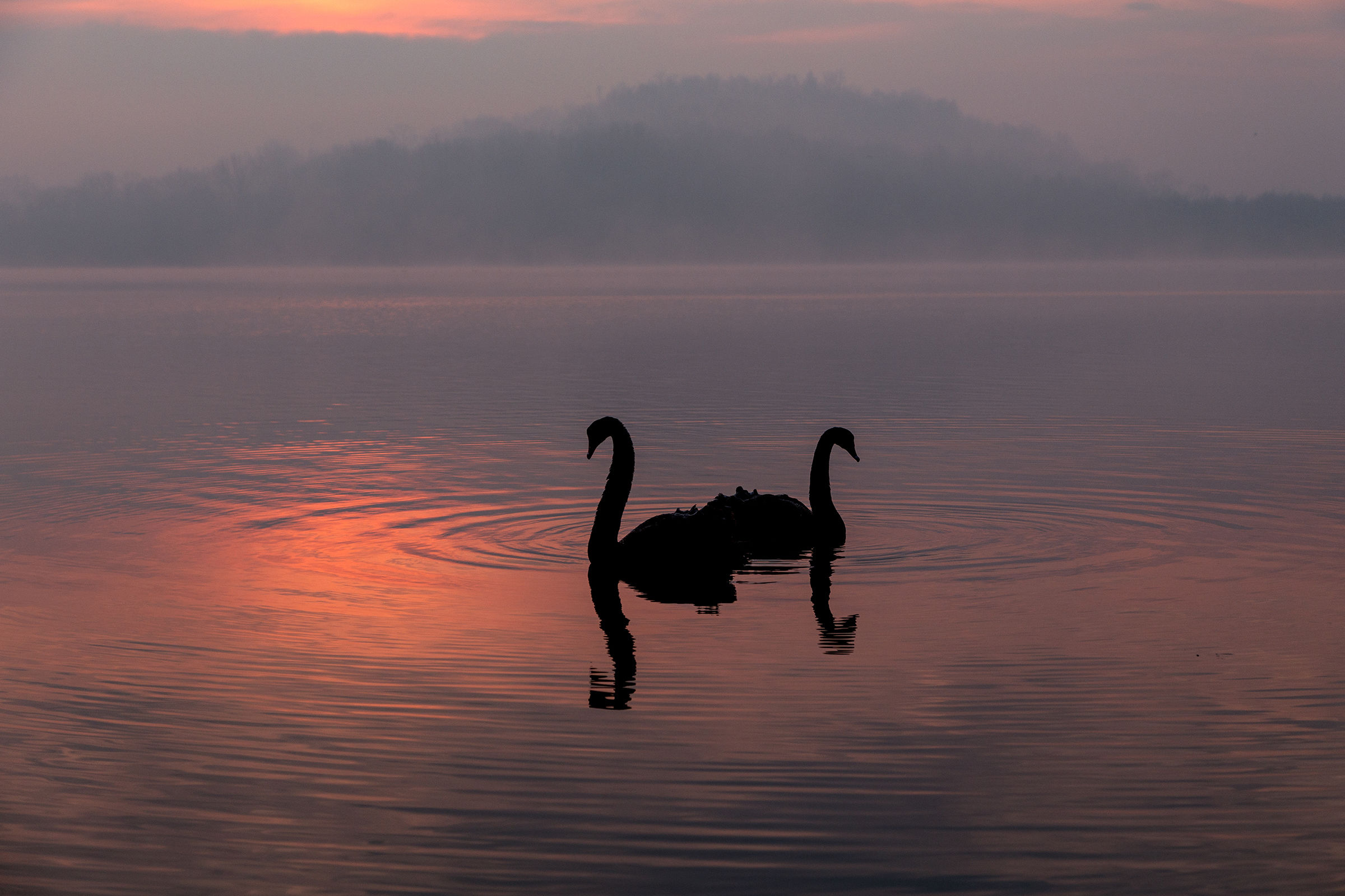 Black Swans...