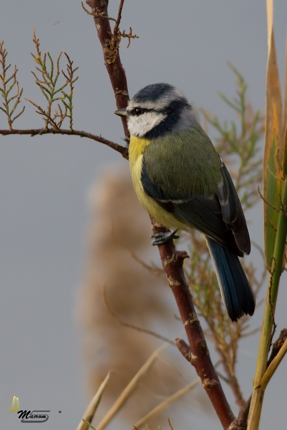 Great Tit, the first ......