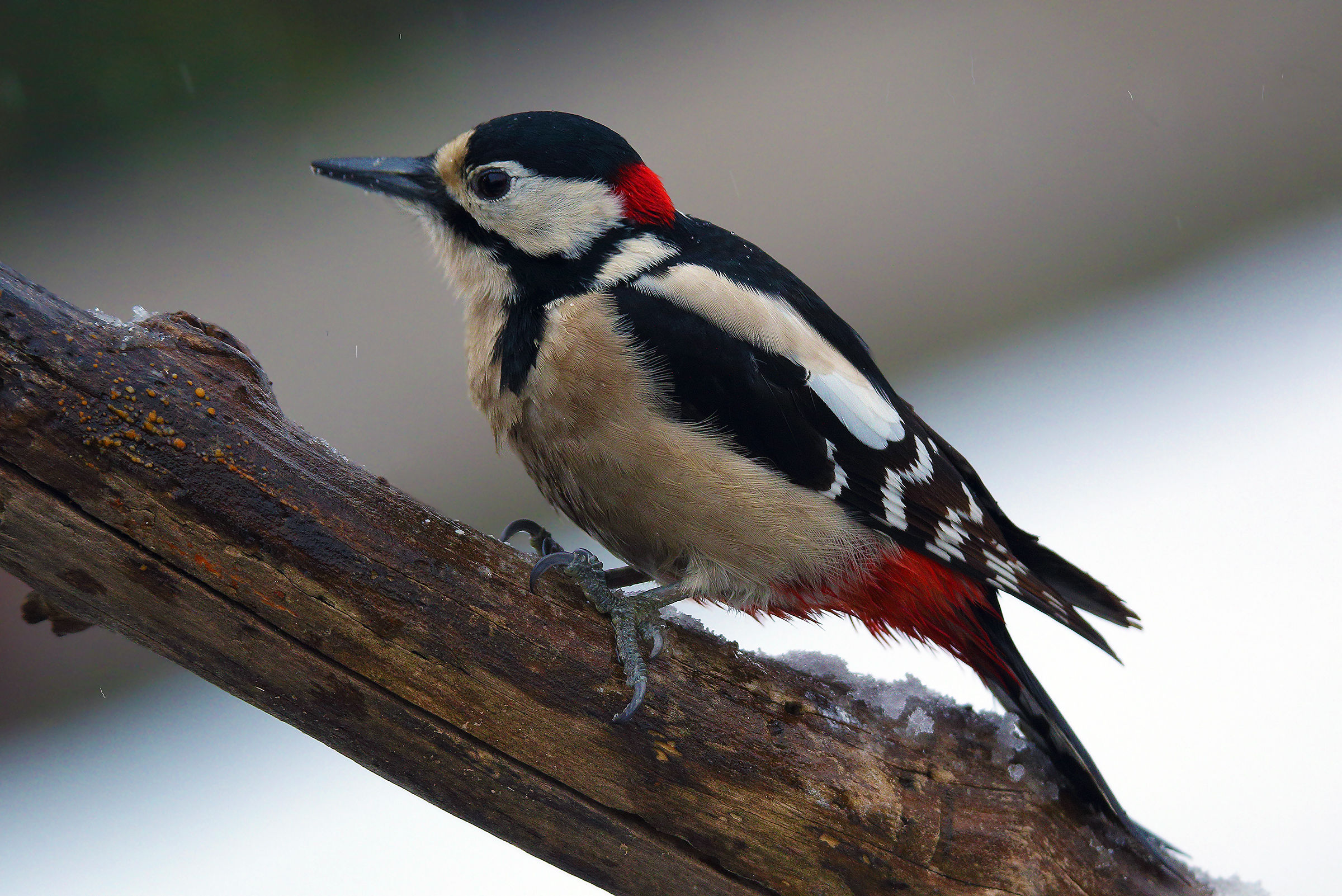 Woodpeckers and Snow...
