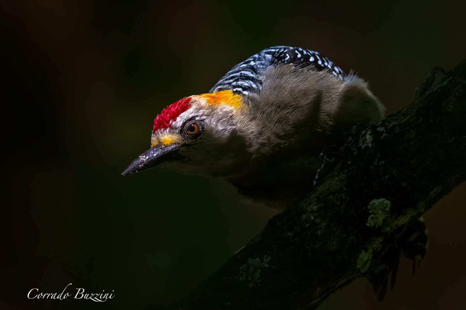 Hoffmann's Woodpecker maschio...