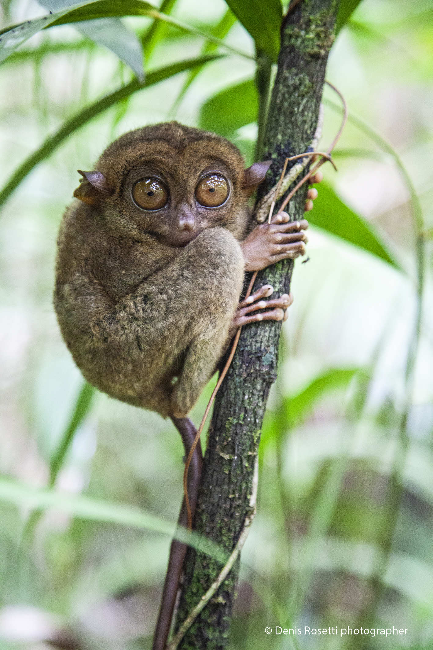 BOHOL's Sweetest tarsier (Philippines)...