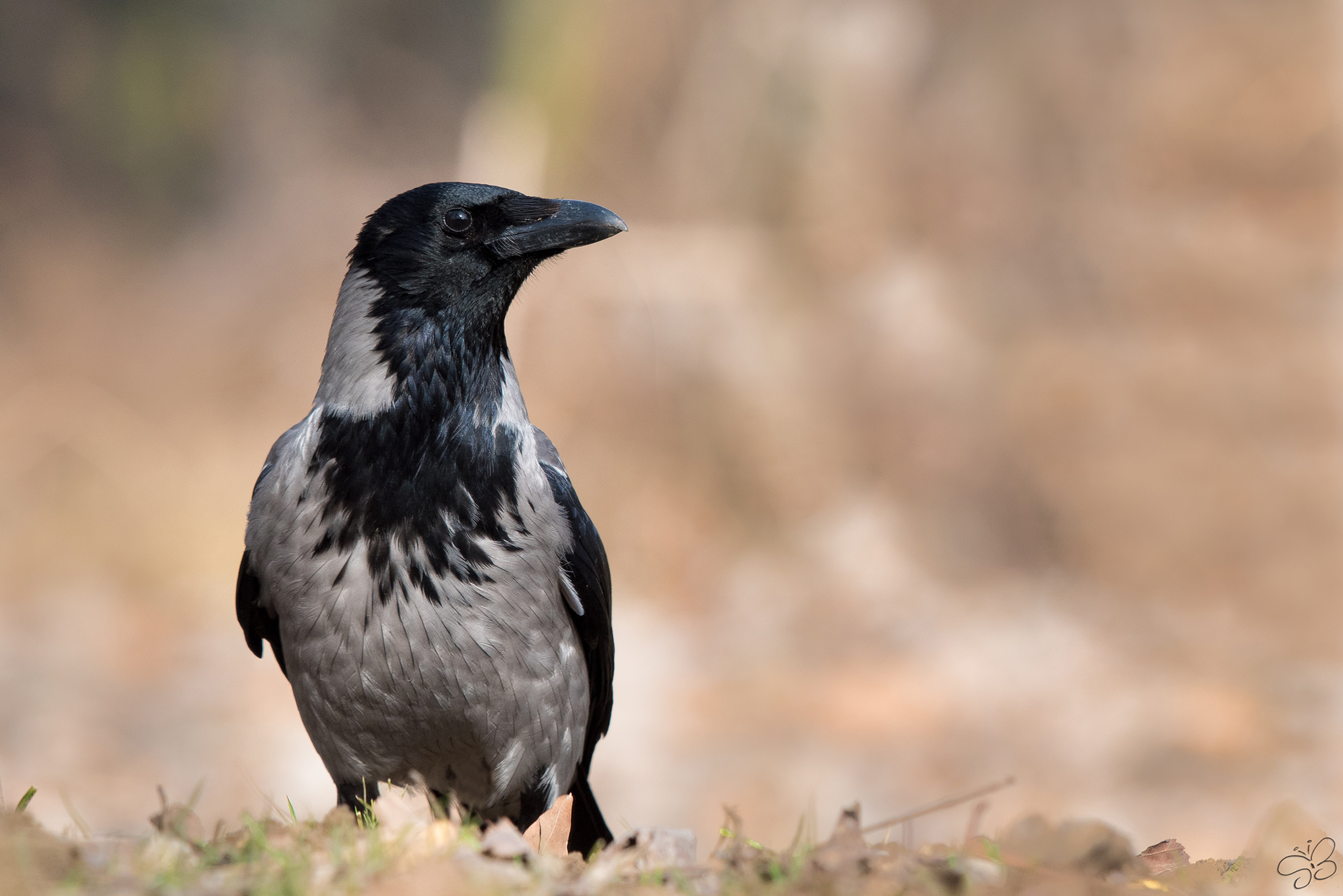 European Common Crow...