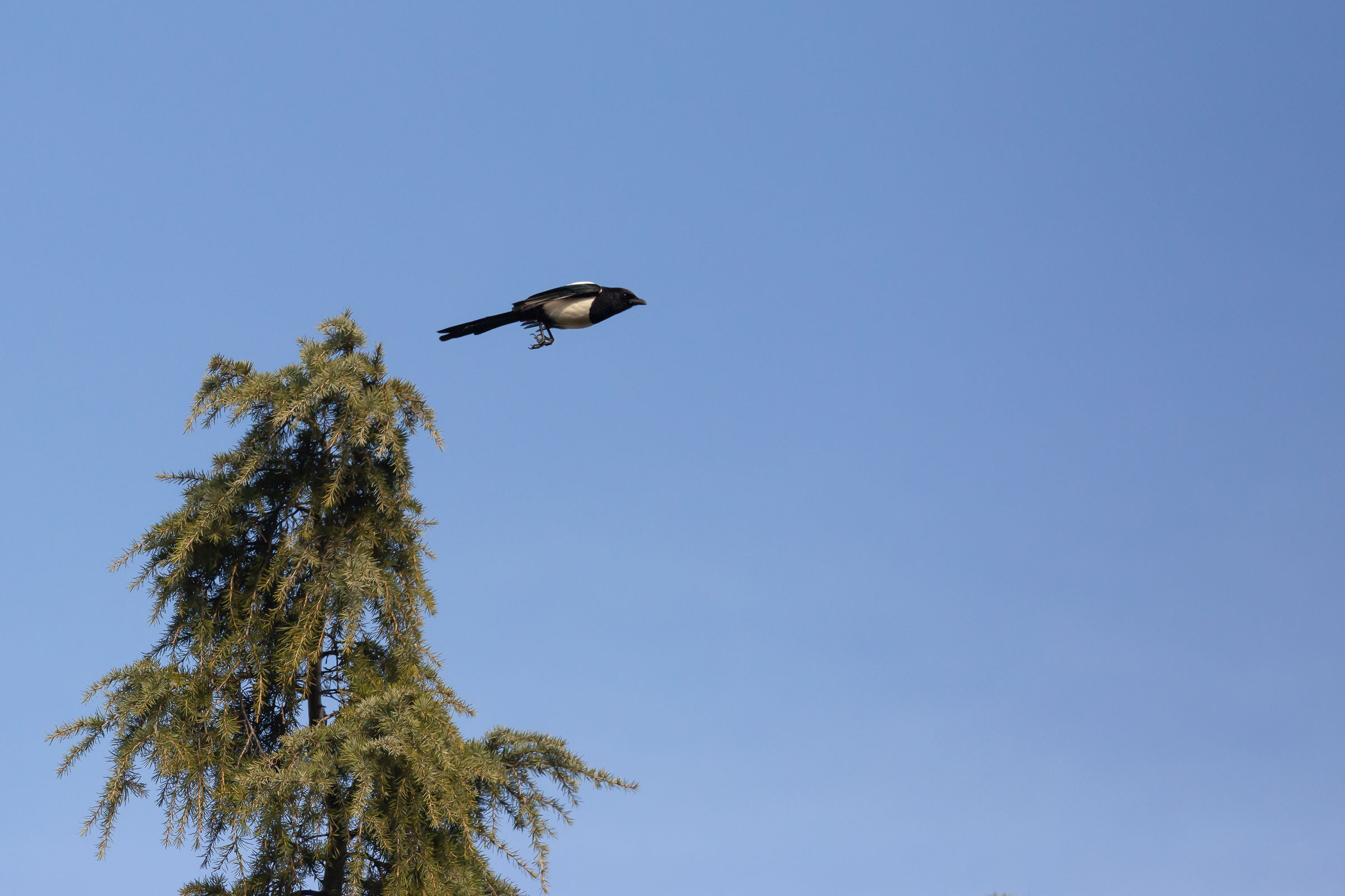 Magpie on takeoff....