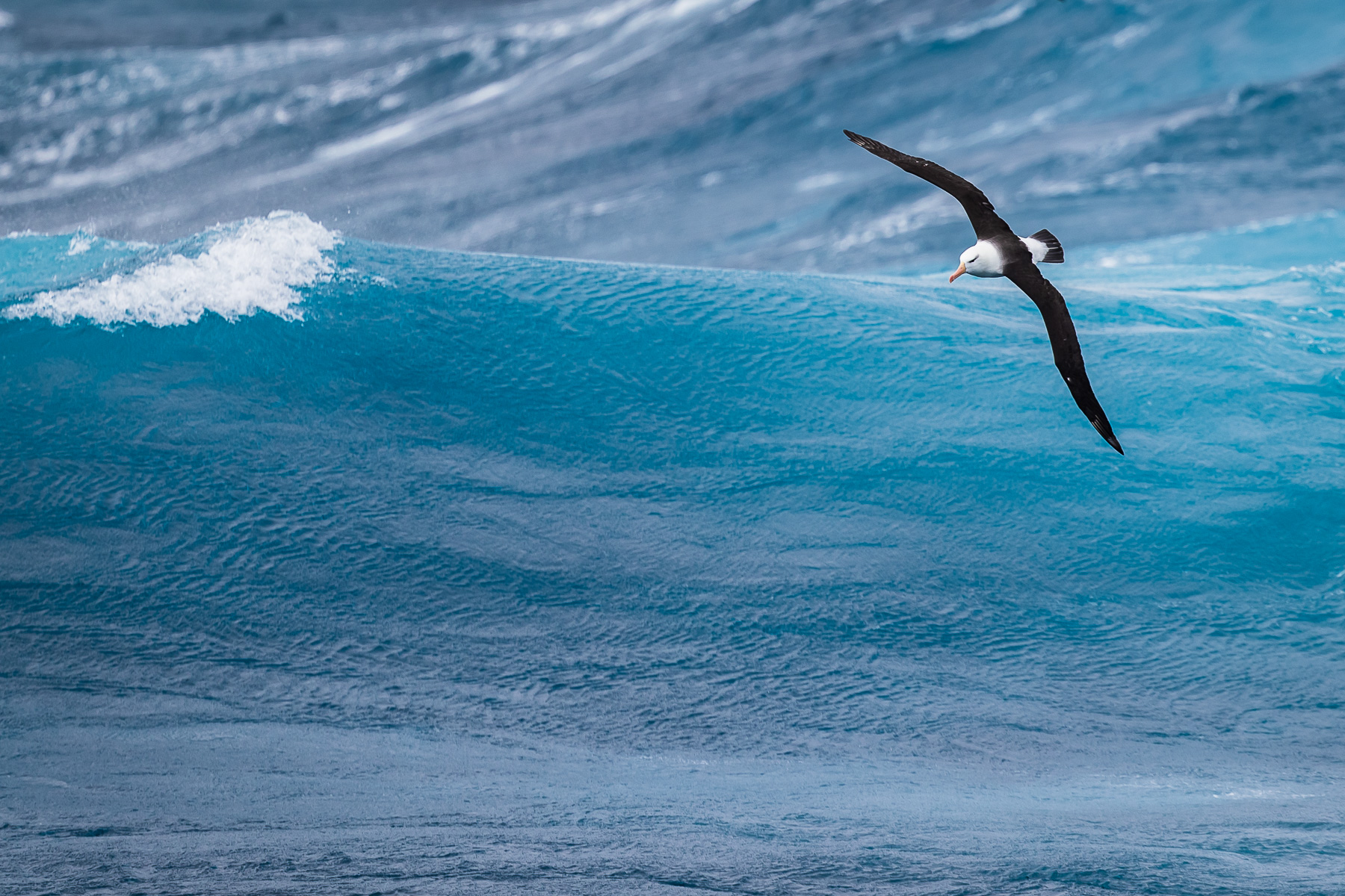 Black Eyebrow Albatross, Drake Strait...