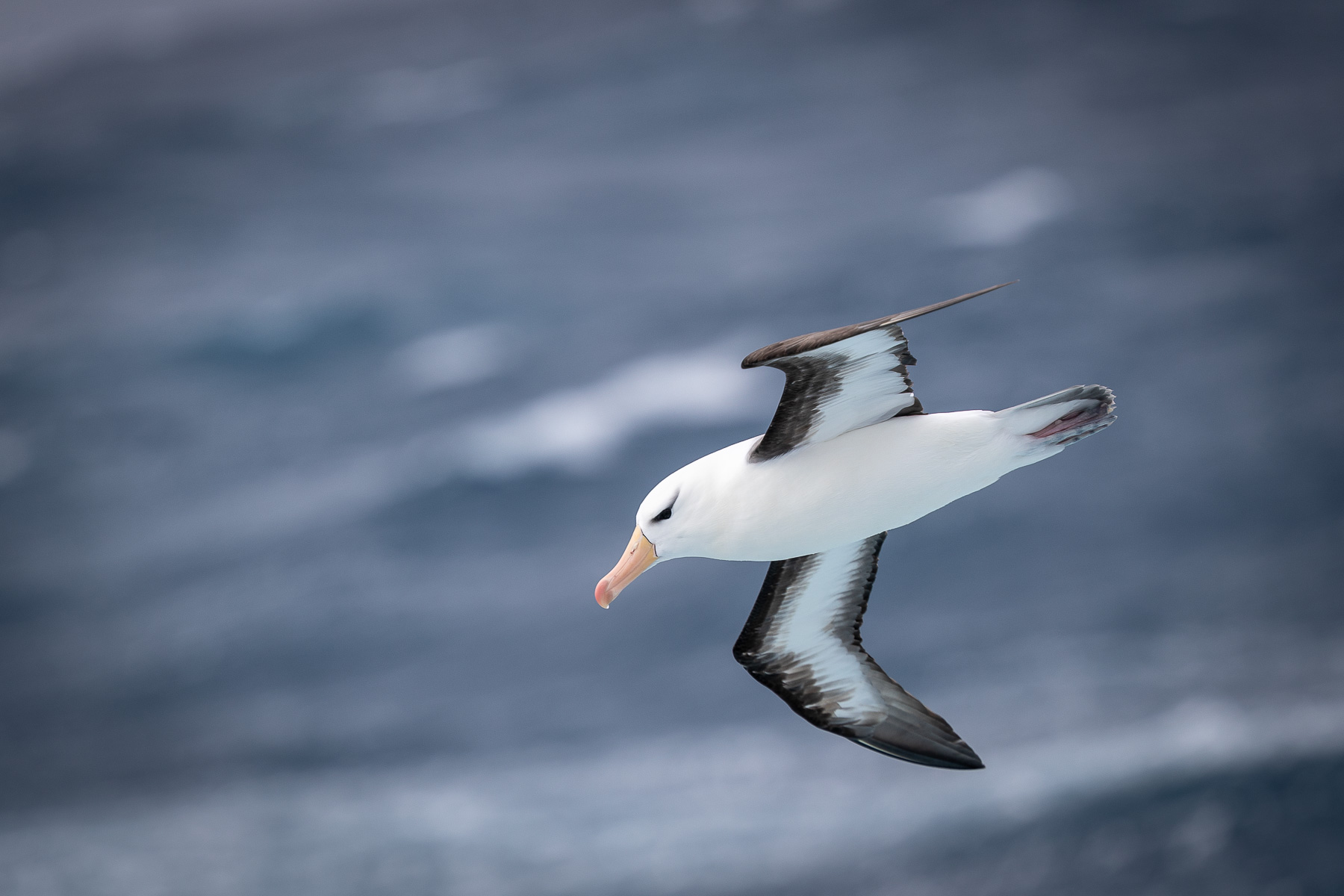Black Eyebrow Albatross, Drake Strait...