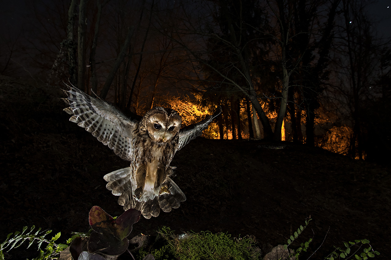 Allocco-Tawny Owl...
