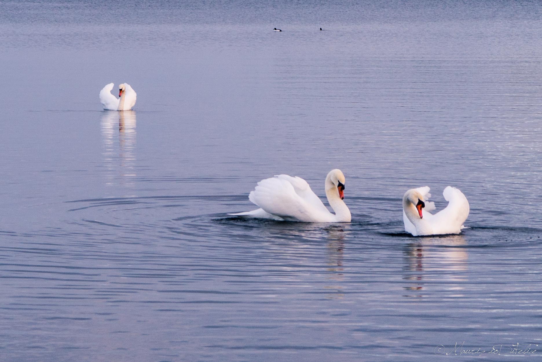 Swans in love...