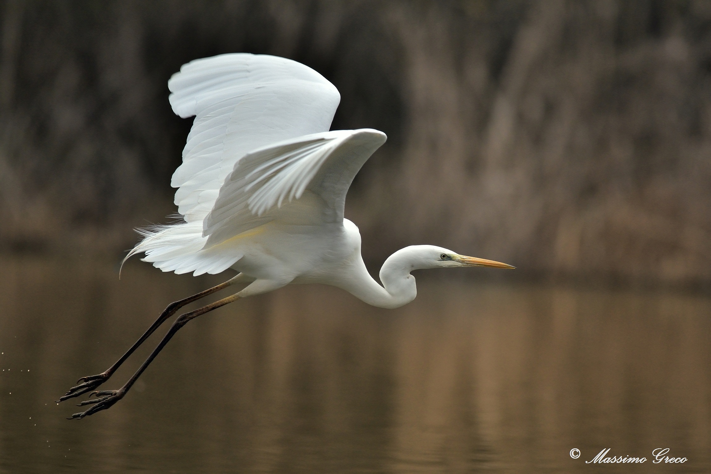 Greater White Heron...