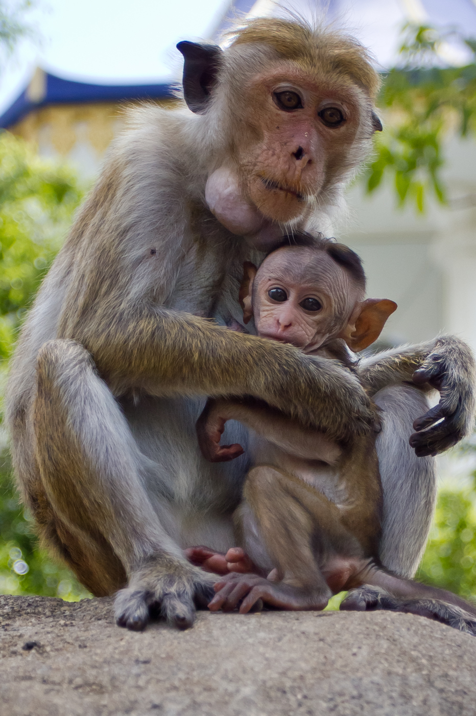 Monkeys 2...