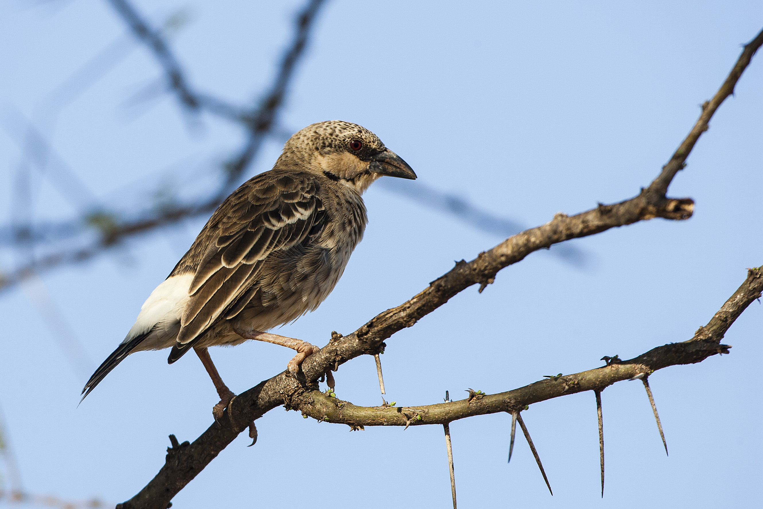 Donaldson-Smith's sparrow-weaver...